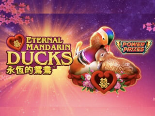 Ewige Enten in Mandarin Ducks